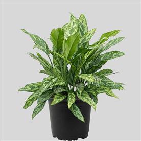 AGLAONEMA GREEN COMPACT, AGLAONEMA COMPACT MARIA 