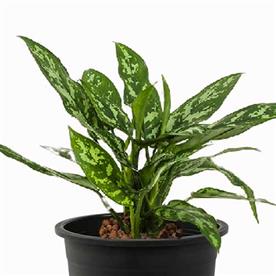 AGLAONEMA GREEN COMPACT, AGLAONEMA COMPACT MARIA 
