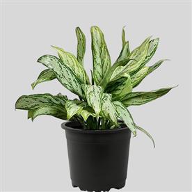 AGLAONEMA COMMUTATUM SILVER QUEEN  
