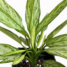 AGLAONEMA COMMUTATUM SILVER QUEEN  