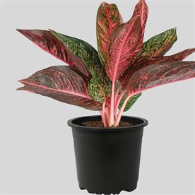 AGLAONEMA TIARA, AGLAONEMA PINK PANTHER 