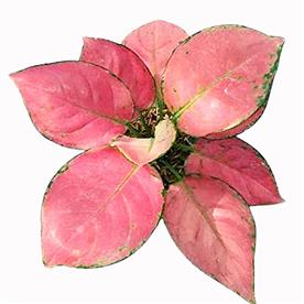 AGLAONEMA TIARA, AGLAONEMA PINK PANTHER 