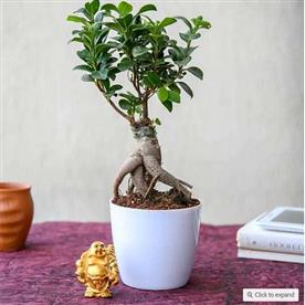 WISH GOOD LUCK WITH FICUS BONSAI AND LAUGHING BUDDHA 
