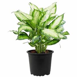 DIEFFENBACHIA CAMILLA 