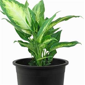DIEFFENBACHIA CAMILLA 