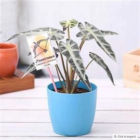 ALOCASIA FOR SAGITTARIUS OR DHANU RASHI - PLANT 