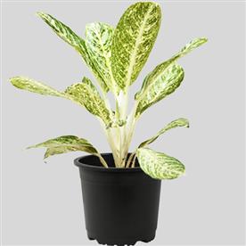 AGLAONEMA WHITE LIGHTNING - PLANT 