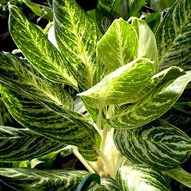 AGLAONEMA WHITE LIGHTNING - PLANT 