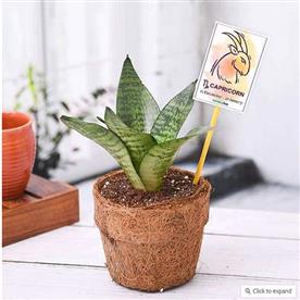 SANSEVIERIA FOR CAPRICORN OR MAKAR RASHI - PLANT 