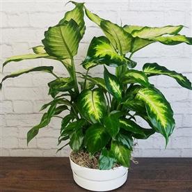 DIEFFENBACHIA COMPACTA, PERFECTA 