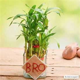 WISH LUCK AND HAPPINESS TO YOUR BRO WITH 2 LAYER LUCKY BAMBOO 