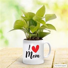 FENG SHUI MONEY PLANT IN A MUG FOR LOVELY MOTHER 