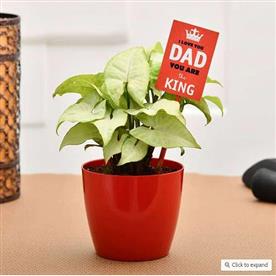 COOL SYNGONIUM FOR COOLEST DAD 