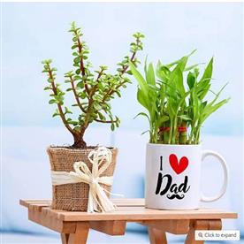 GOOD LUCK PLANT COMBO FOR LOVING DAD  