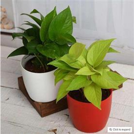 LOVELY MONEY PLANTS FOR PRICELESS LOVE 