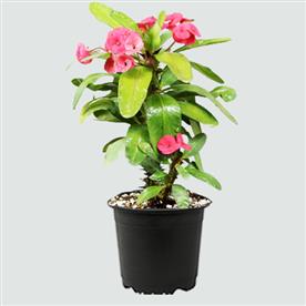 EUPHORBIA (ANY COLOR) 