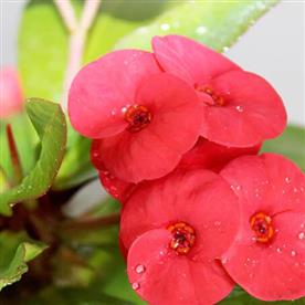 EUPHORBIA (ANY COLOR) 