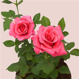 ADMIRE TRUE LOVE WITH MINIATURE PINK ROSE - GIFT PLANT 
