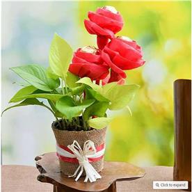 LOVELY MONEY PLANT WITH FERRERO ROCHER ROSES 