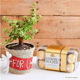 JADE PLANT WITH CHOCOLATE FOR YOUR LOVED ONES 