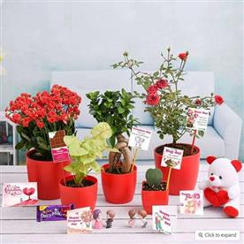VALENTINE WEEK GIFT COMBO  