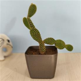 RED BUNNY CACTUS, OPUNTIA MICRODASYS 