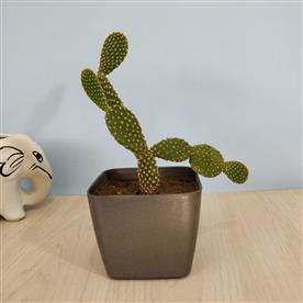 RED BUNNY CACTUS, OPUNTIA MICRODASYS 