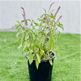 KRISHNA TULSI, TULSI ( BLACK ) 