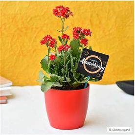 AMAZING KALANCHOE FOR ANNIVERSARY 