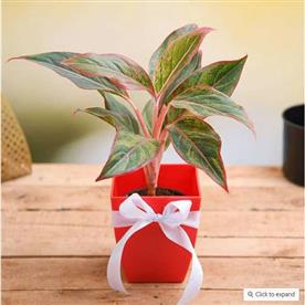 CELEBRATE ANNIVERSARY WITH AGLAONEMA PLANT  