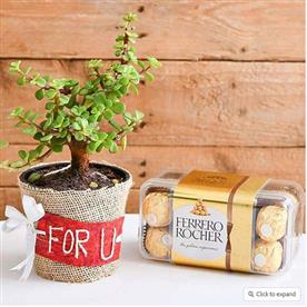 JADE PLANT WITH CHOCOLATE FOR YOUR LOVED ONES  