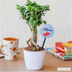 FANTASTIC FICUS BONSAI FOR FABULOUS MOTHER  