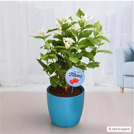 FRAGRANT MOGRA PLANT FOR COMPASSIONATE MOM  