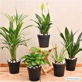 TOP 5 AIR PURIFIER AND OXYGEN ENRICHING PLANT PACK 