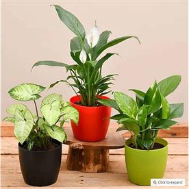 AIR PURIFYING INDOOR PLANTS FOR OFFICE DESK 