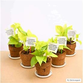 GOLDEN MONEY PLANT IN ECO-FRIENDLY POT - CORPORATE GIFT (SET OF 30)  
