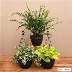 TOP 3 HANGING BASKET PLANTS 