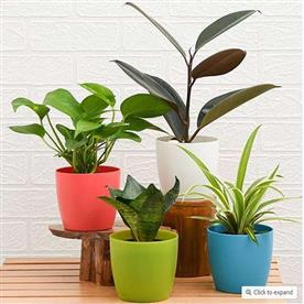 WORLD ENVIRONMENT DAY SPECIAL (4 PLANTS PACK) 