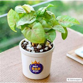 ADORING SYNGONIUM IN CERAMIC POT FOR ADMIRABLE FATHER 