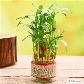 2 LAYER LUCKY BAMBOO WITH JUTE WRAP FOR CARING DAD 