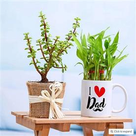 GOOD LUCK PLANT COMBO FOR LOVING DAD 