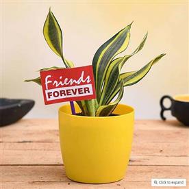 CELEBRATE FRIENDSHIP WITH SANSEVIERIA AND A FLAG 