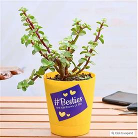 LUCK ENHANCER JADE PLANT FOR YOUR BESTIE 