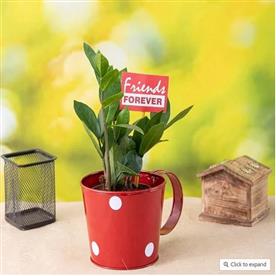 CHERISH FRIENDSHIP WITH ZZ PLANT 