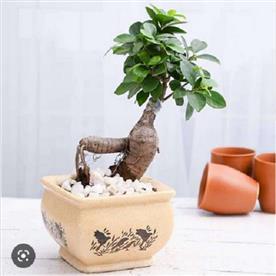 5.1 INCH (13 CM) BONSAI SQUARE CERAMIC POT (BROWN)  