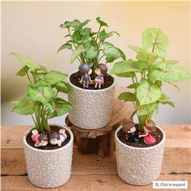 FOREVER LOVE - MINIATURE GARDEN  
