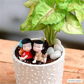 SHARE YOUR LOVE WITH SYNGONIUM - MINIATURE GARDEN  