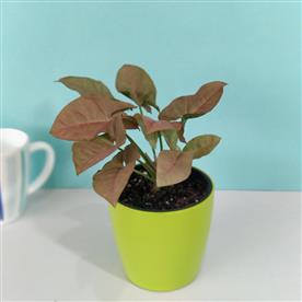SYNGONIUM (PINK) - PLANT  