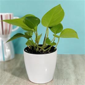 MONEY PLANT, SCINDAPSUS (GREEN) - PLANT 
