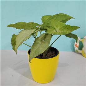 SYNGONIUM GREEN - PLANT 
